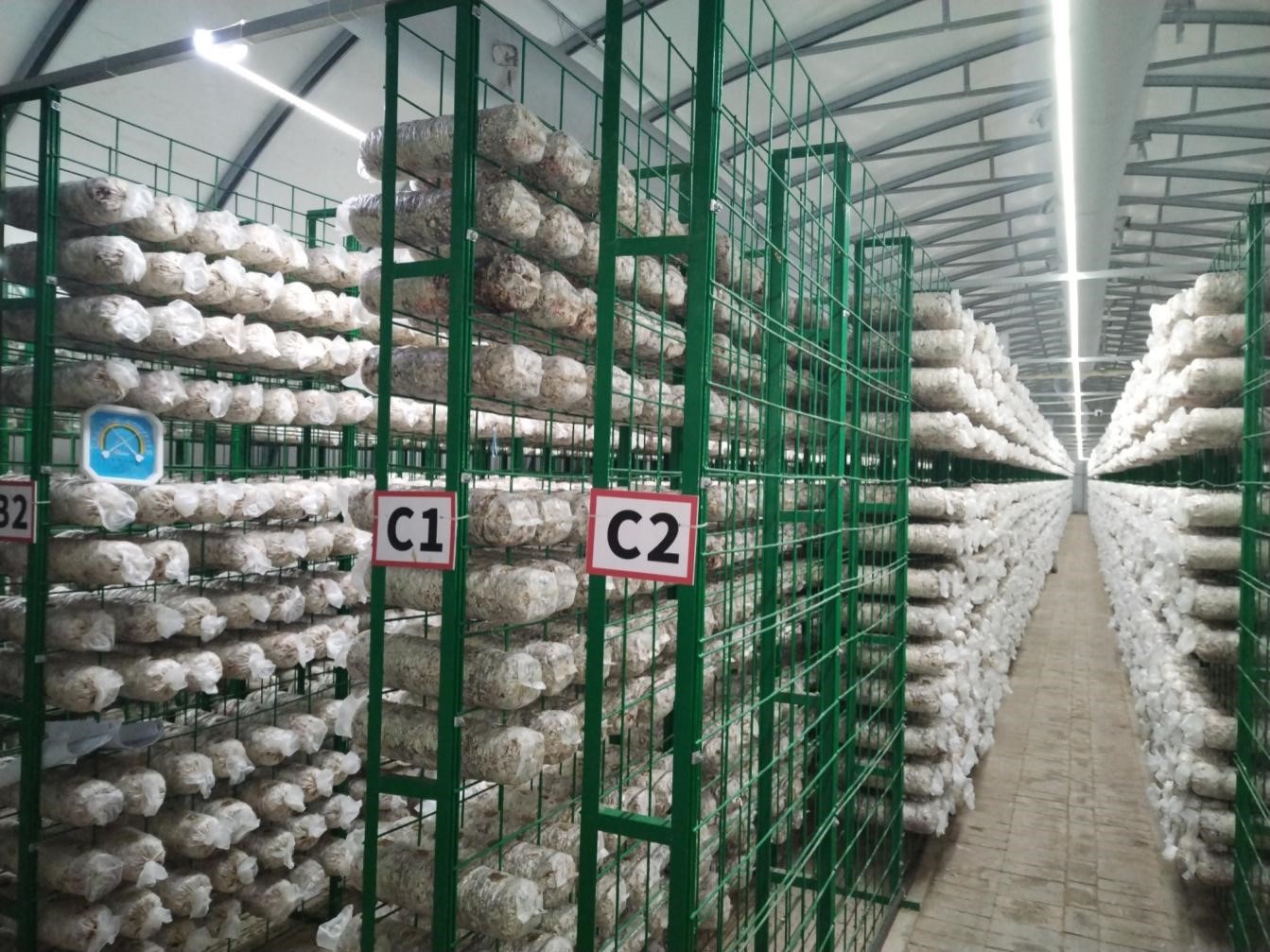 荷葉離(lí)褶傘菌棒